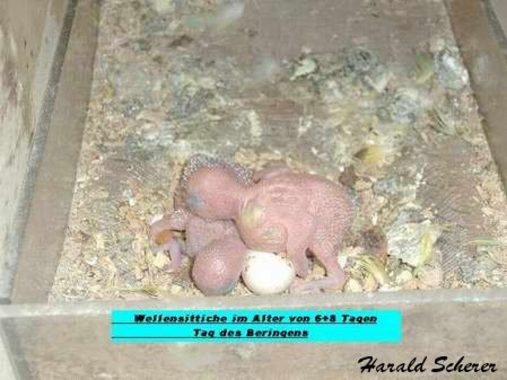 zuchtbox005.jpg